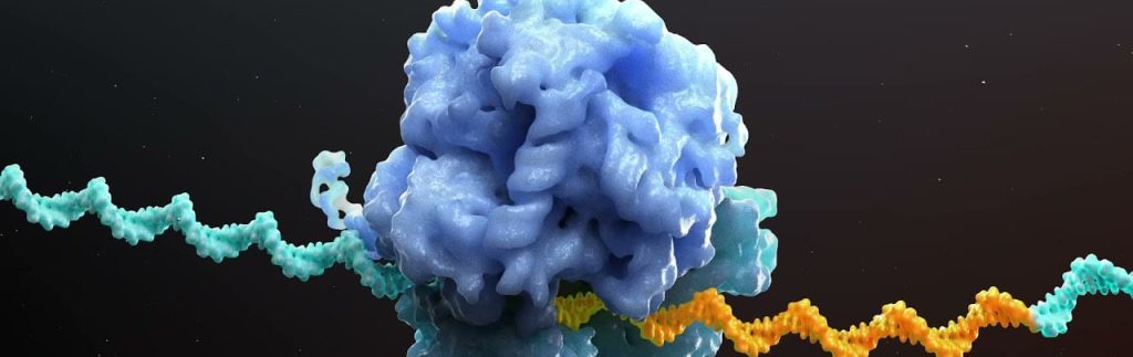 How does SASPject kill bacteria and why is SASP resistant to resistance?